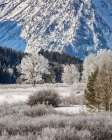 Wyoming, Jackson. Grand Teton NP, Frost-laden trees and plants below Mount Woodring at Oxbow Bend Art Print